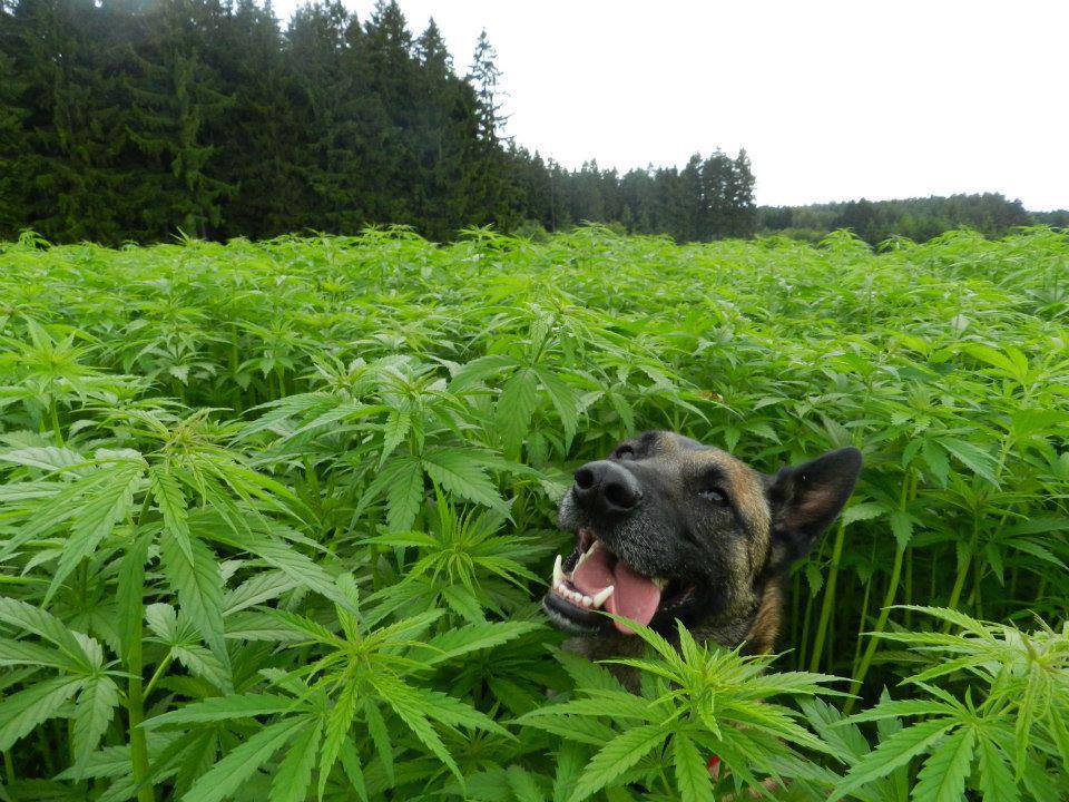 Nación Cannabis | Investigan efectos del CBD en caninos