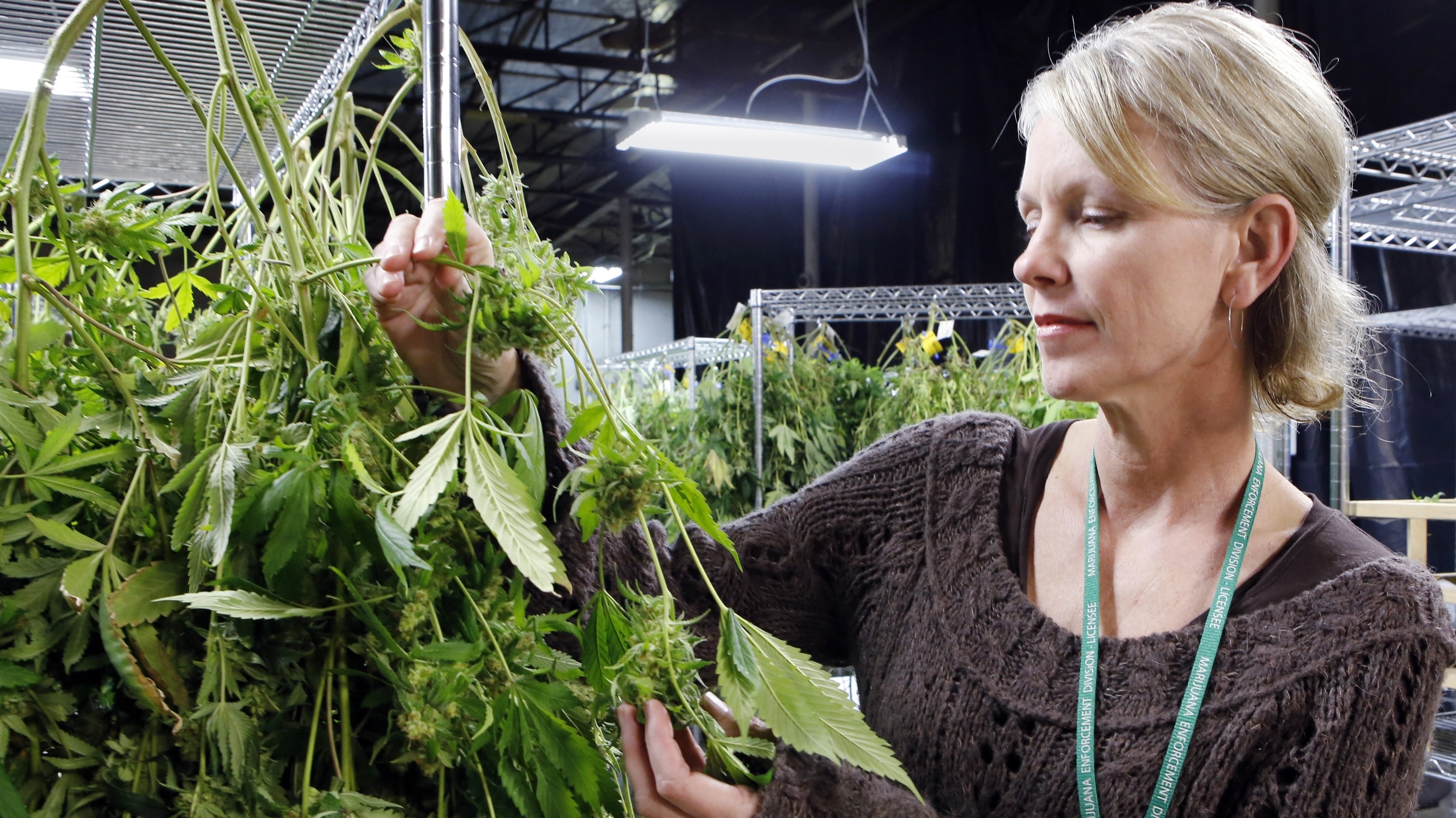 Nación Cannabis | Mujeres empoderadas en la industria de cannabis