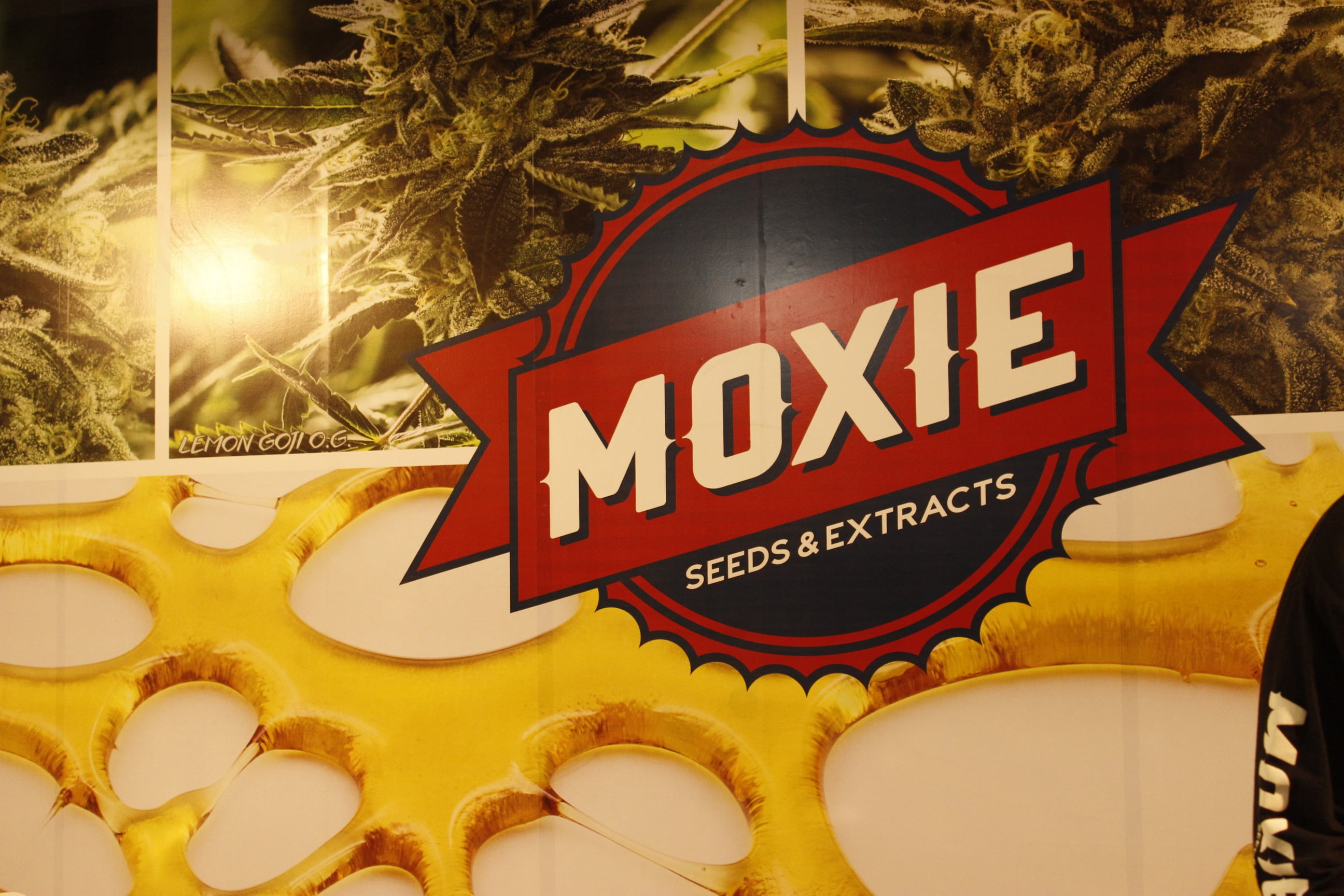 Nación Cannabis | “Concentrados cannábicos son el futuro de la industria”: Moxie
