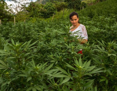 Mercado cannabis medicinal Colombia
