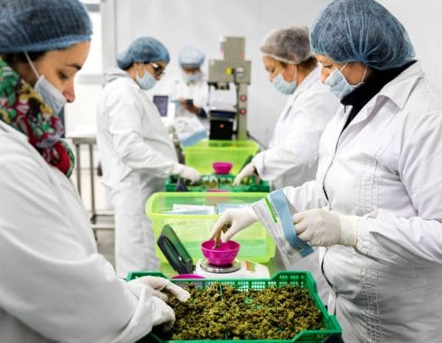 Cannabis en Uruguay aún no genera ganancias