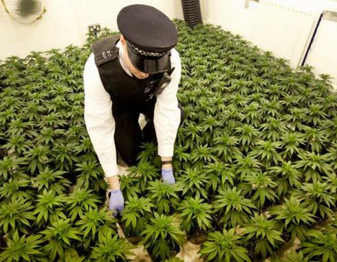 Cannabis reino unido