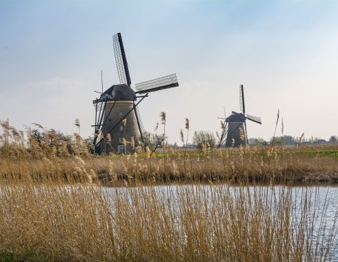 holanda-cultivo-legal-cannabis
