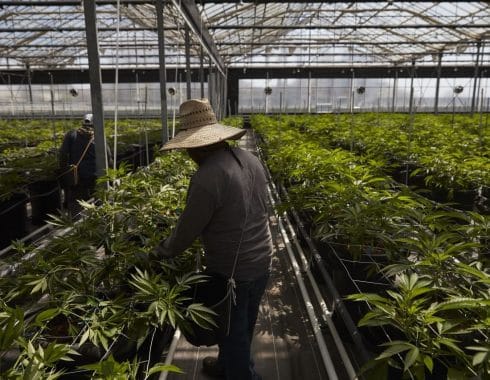 Logistica y distribución cannabis