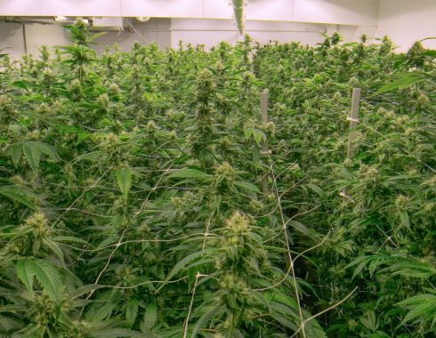Primera planta de cannabis medicinal en Colombia