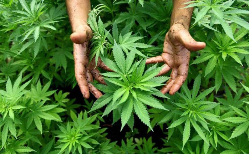 Nación Cannabis | Cultivo de cannabis: lo que tienes que saber