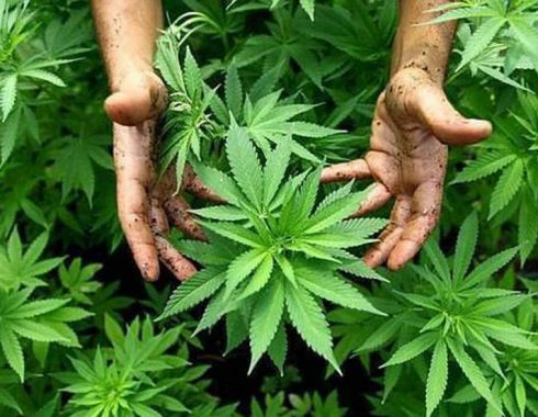Autocultivo cannabis Mexico