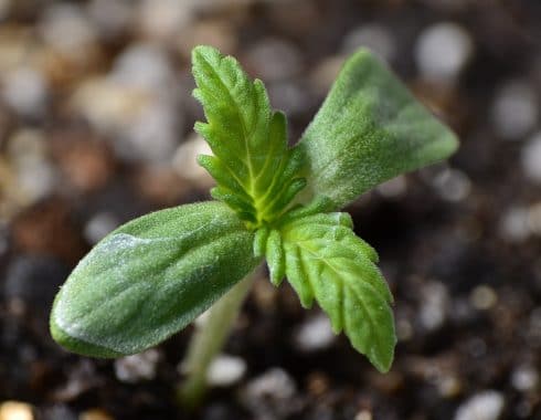 cultivo-cannabis-planeta
