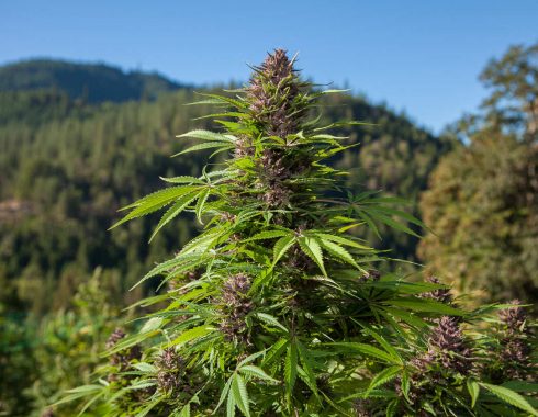 El inigualable aroma del cannabis indica