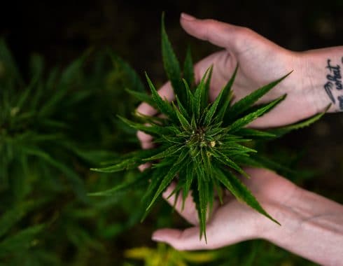 balcanns-cannabis-medicinal