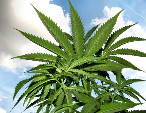 china-cannabis