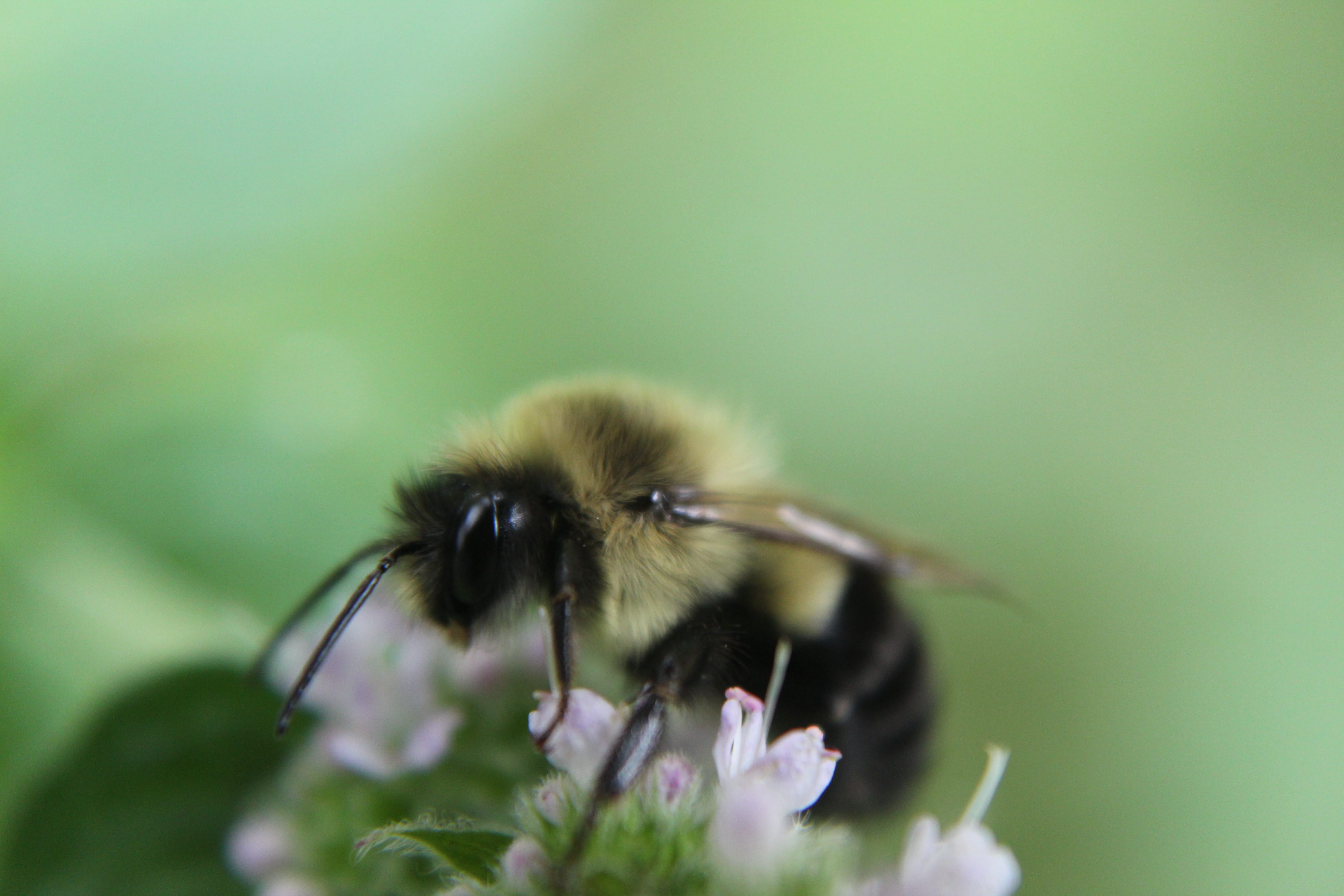 Nación Cannabis | Cannabis medicinal: proponen consumo de miel de «abejas marihuaneras»