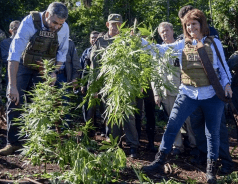 cannabis argentina