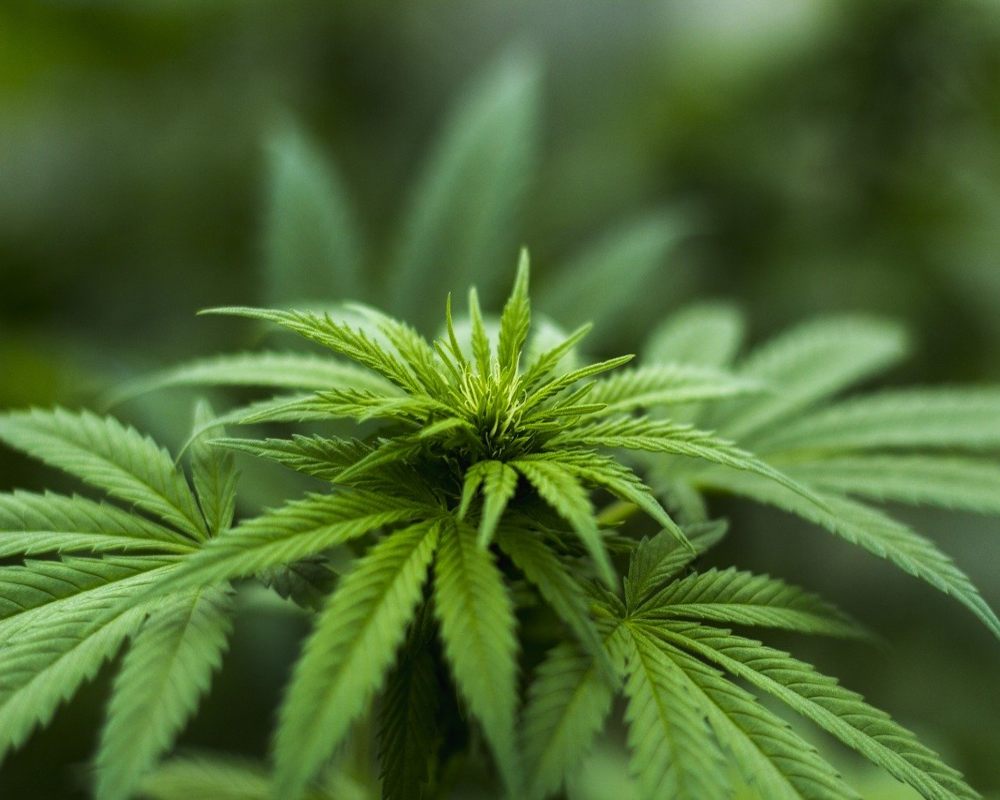 Nación Cannabis | El Senado de Uruguay aprueba regular la marihuana medicinal