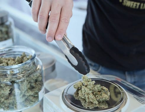 cannabis aceleradora de negocios