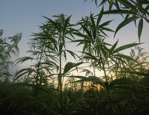 brasil marihuana