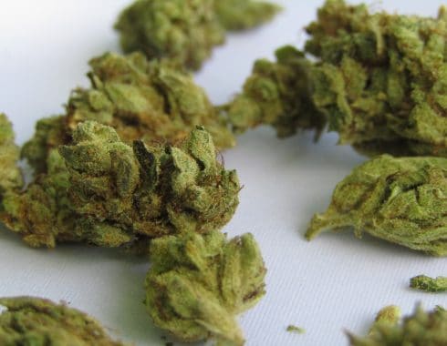 cannabis-olor