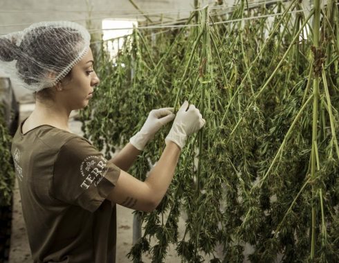 tendencias cannabis