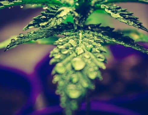 cannabis índica
