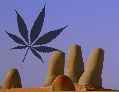 cannabis emprendedores