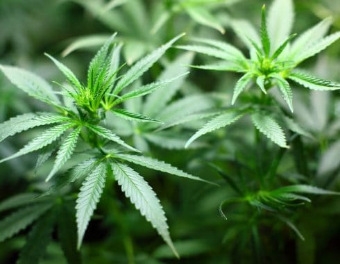 legalizacion marihuna mexico