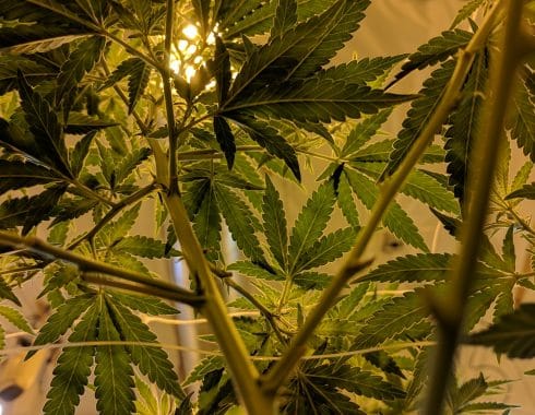 cultivo cannabis europa
