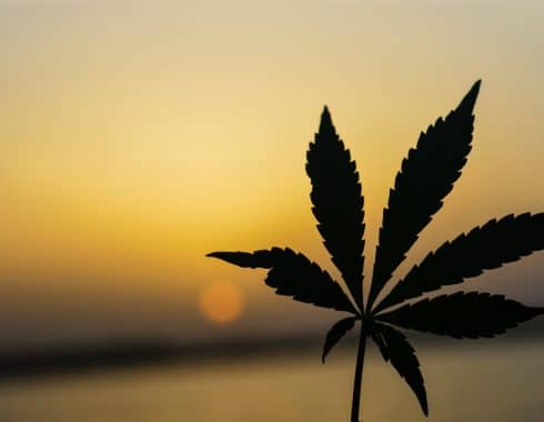 cannabis paraguay
