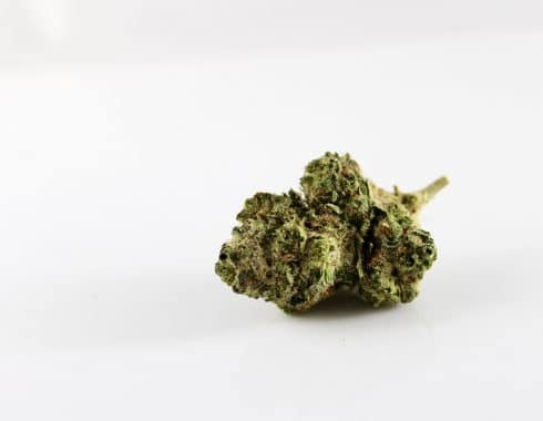 Qué cannabis tiene más CBD