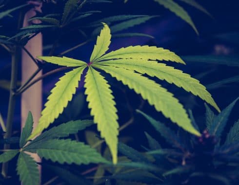 cultivo cannabis