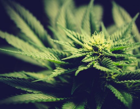 ¿Cuál cannabis es mejor?