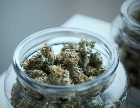 cannabis salvaría a México de la crisis