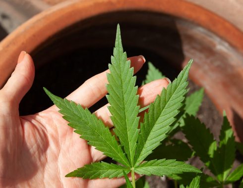 urgen a abrir expendios de cannabis en España