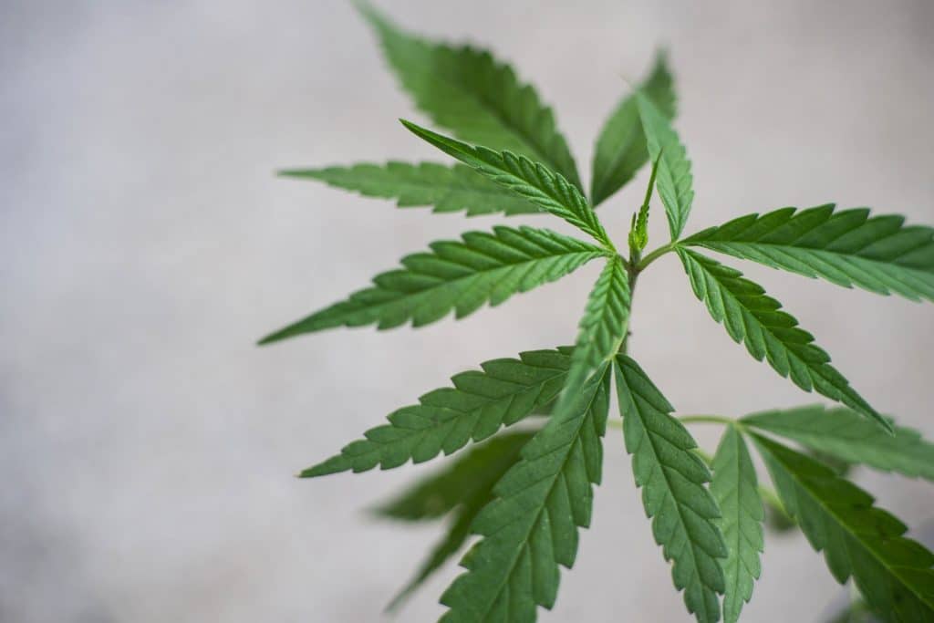 legalizar el cannabis