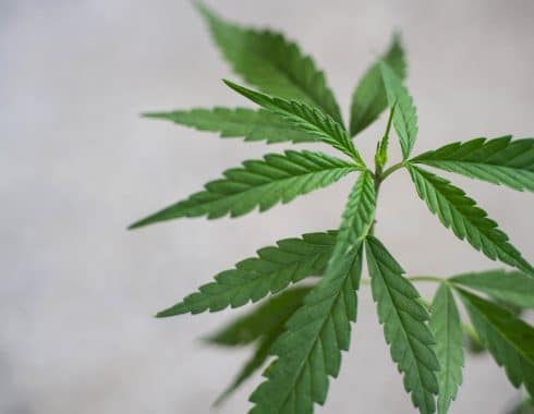 legalizar el cannabis