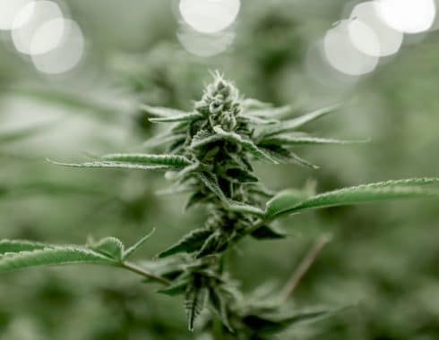 Líbano regular cannabis medicinal crisis