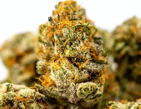 Albania apuesta por legalizar al cannabis medicinal