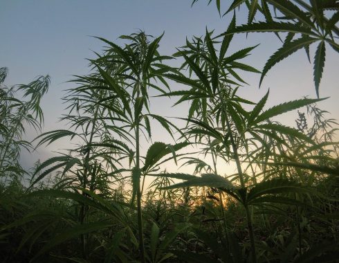 Plagas en plantas de cannabis, ¿cómo detenerlas?