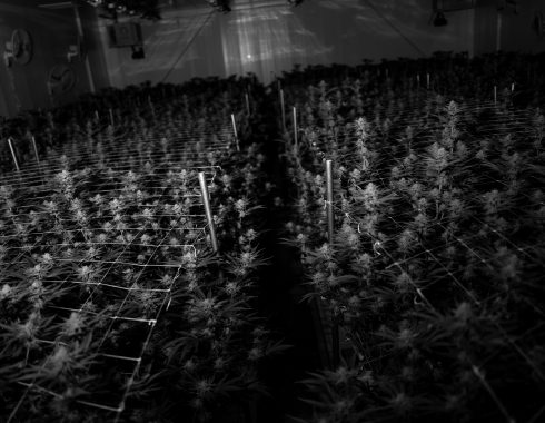 Uruguay Can lanza solución de trazabilidad de cannabis