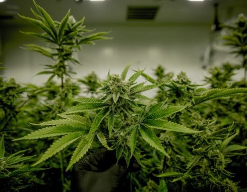 Legalizar cannabis reduce mercado negro