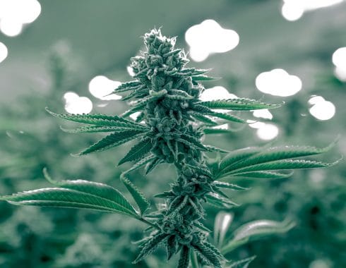 Israel exportara cannabis medicinal