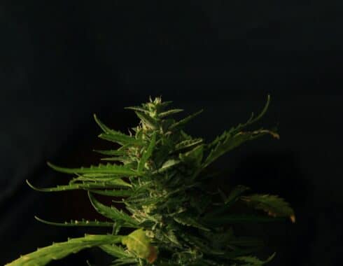 regular al cannabis paz mexico