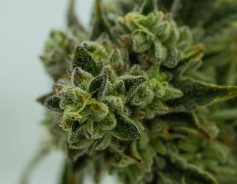 republica checa cannabis