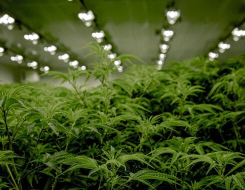 Tailandia por una libre producción de medicamentos