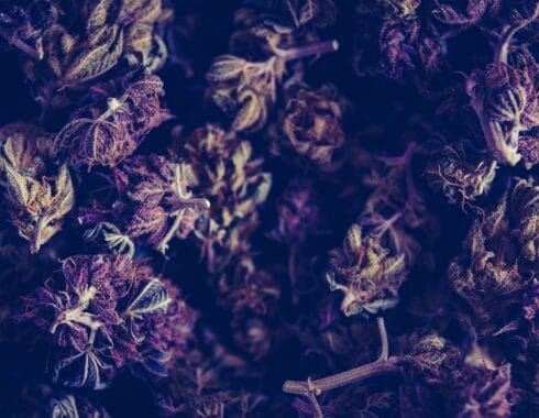 Legislatura contra pacientes de cannabis en Puerto Rico