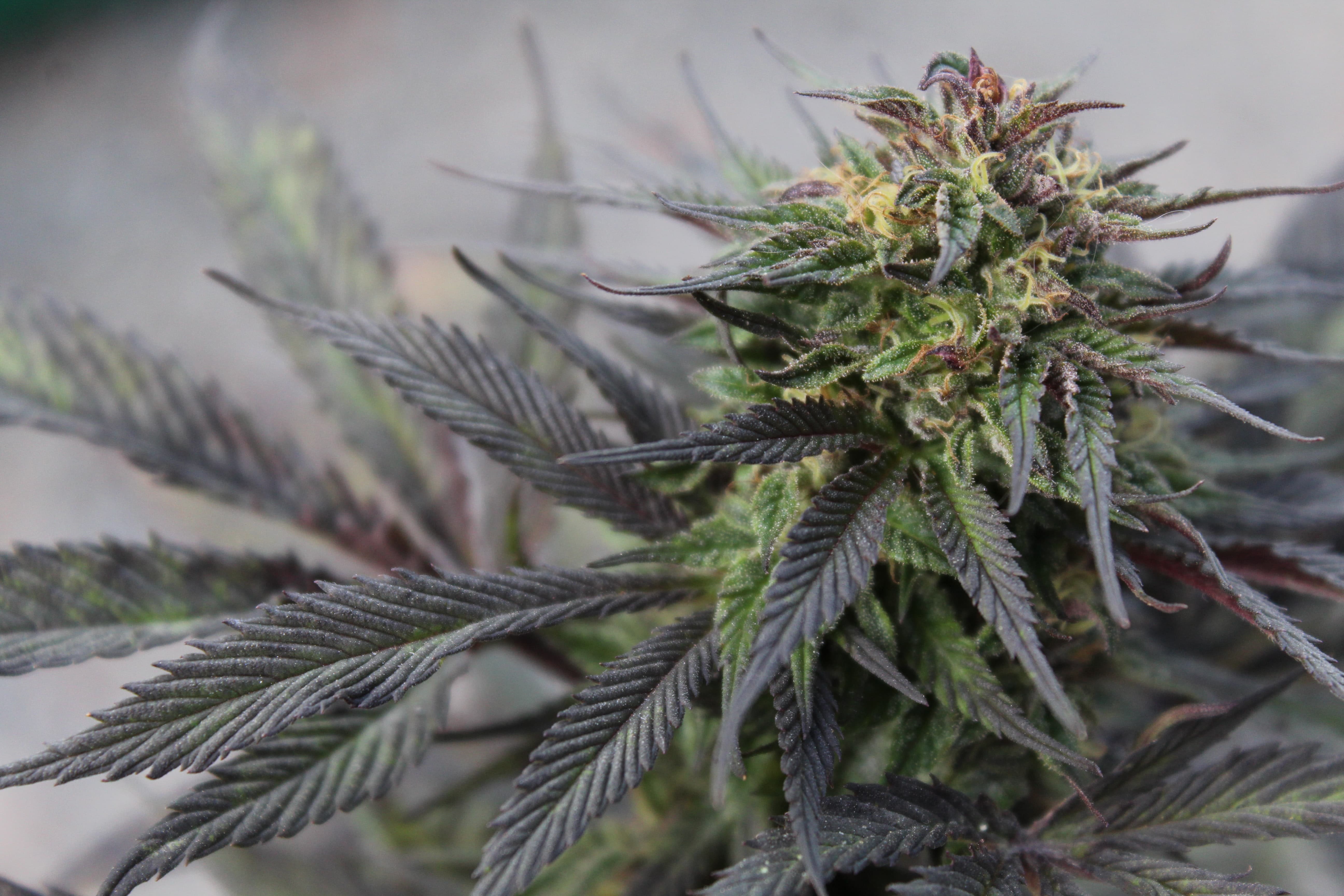 Nación Cannabis | Nevada indulta a miles de personas por cargos cannábicos
