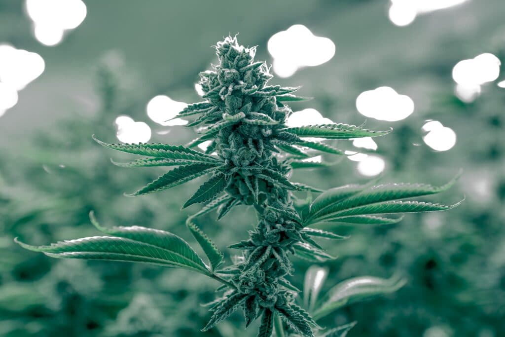 Michigan y el consumo de cannabis en adultos: informe