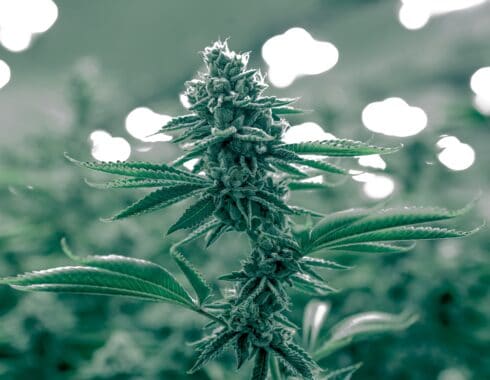 Michigan y el consumo de cannabis en adultos: informe