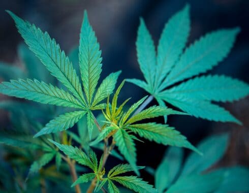 Australia construirá la mayor planta de cannabis medicinal