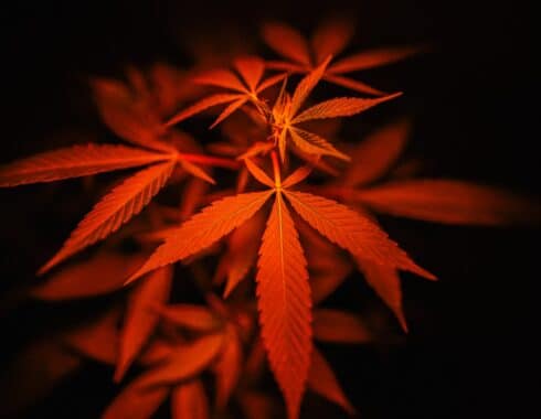 cannaflavinas