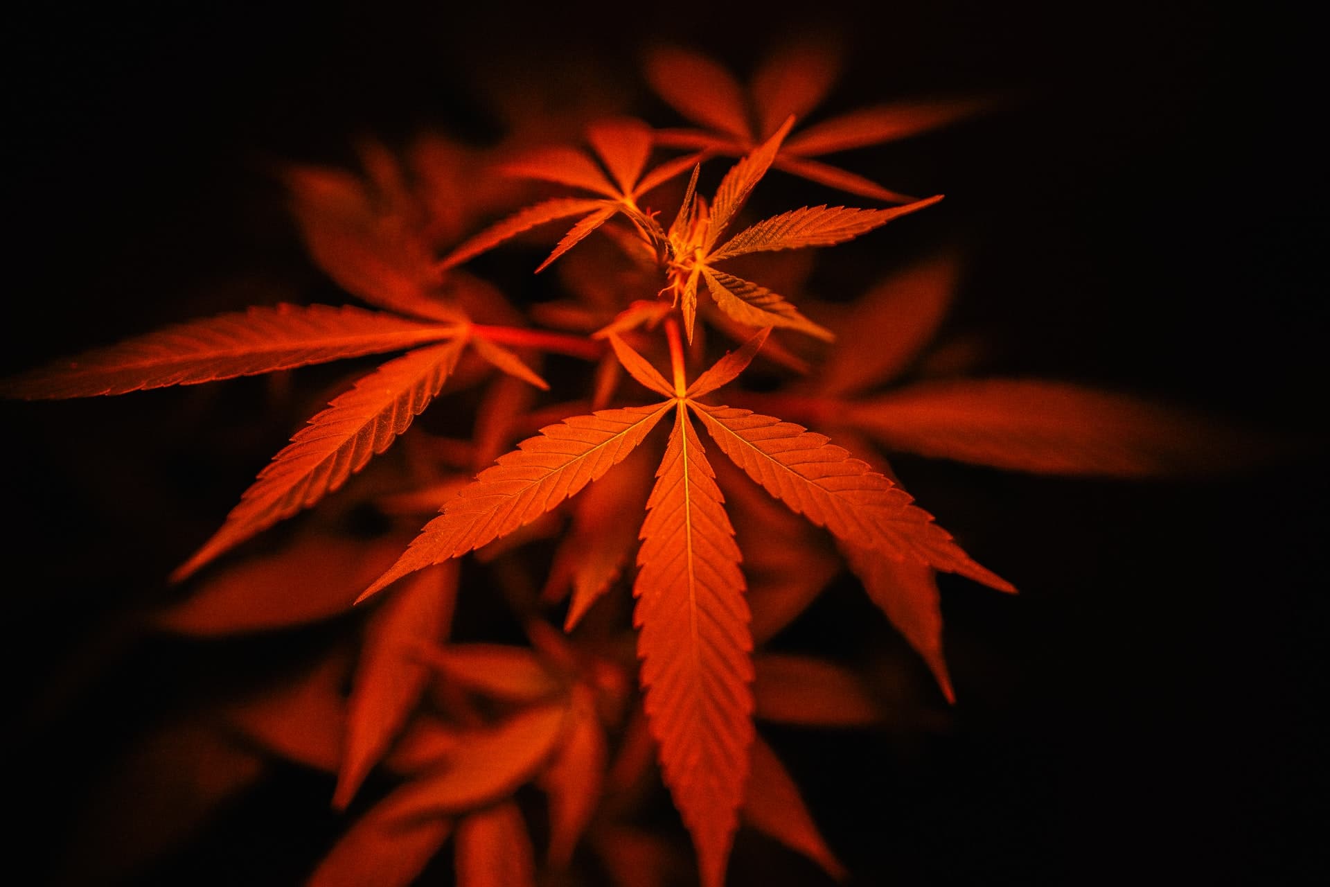 Nación Cannabis | Cannaflavinas: otra sustancia curativa del cannabis
